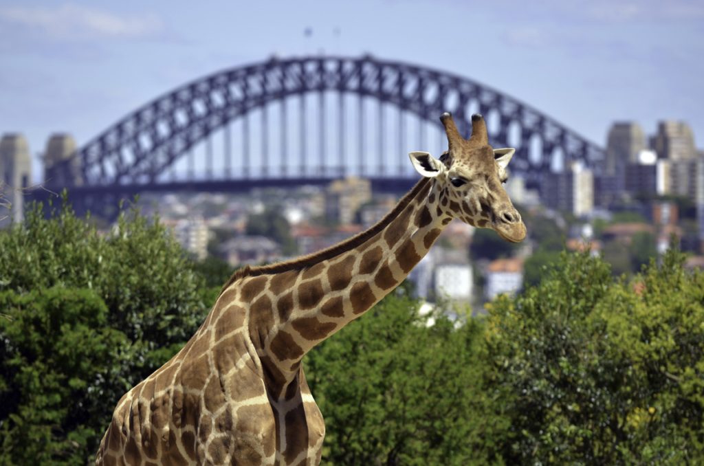 Giraffe at taronga zoo