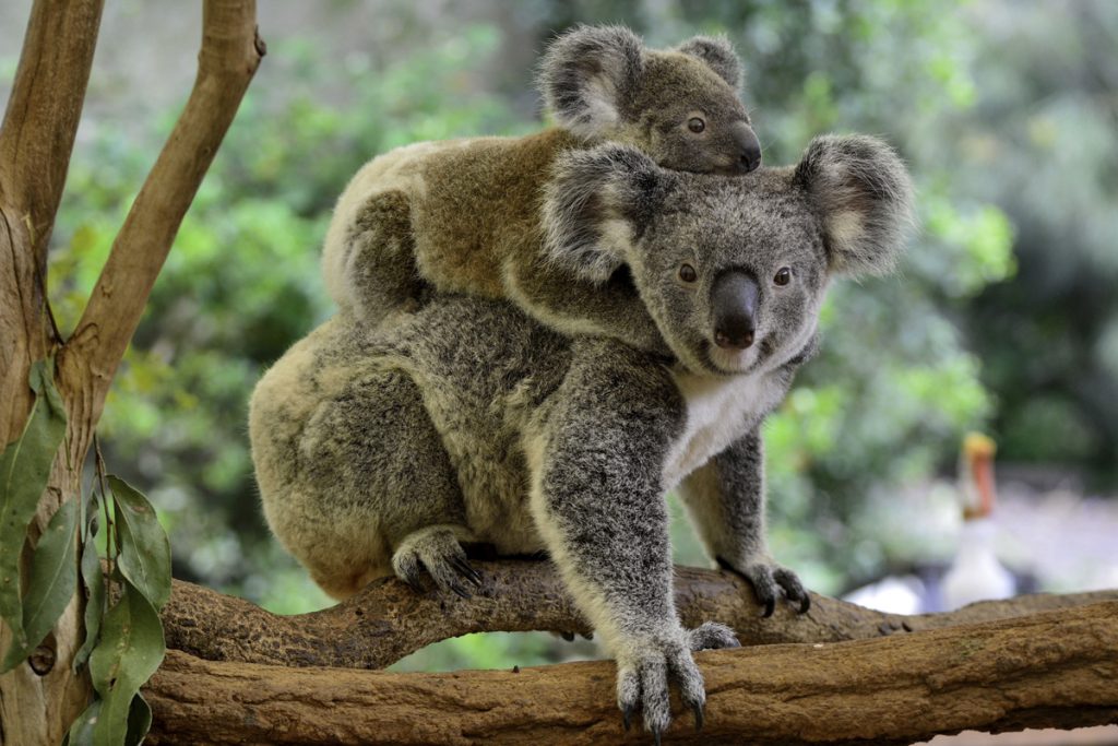 Koala, koala with joey on its back, Soccer tours to Sydney, football, study tours to Sydney