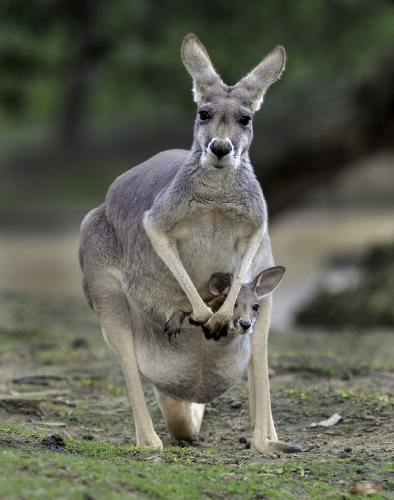 kanagaroo with joey, study tours to Sydney